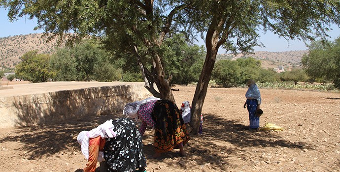 A tough nut to crack for the Berber women